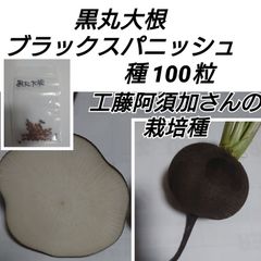 黒丸大根 ブラックスパニッシュ 種100粒【固定種】shop