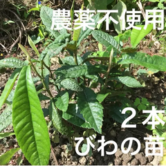 【農薬不使用】びわの苗 ２本 枇杷の苗 抜き苗 葉も種も使える シンボルツリーに☆