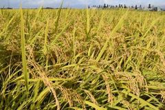 2025年度 富山県産コシヒカリ1等米100% 30kg - メルカリ
