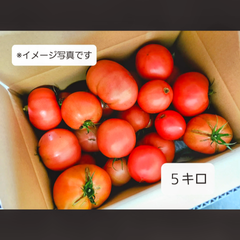 本日収穫！減農薬くまもとの新鮮トマト5キロ