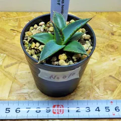 2024年最新】AGAVE horridaの人気アイテム - メルカリ