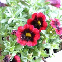 一重咲き カリブラコア チャチャ レッドキッス 3.5号ポット苗 【1株販売】 寄せ植え 花壇 鉢植え お洒落 可愛い 春の花 夏の花 秋の花 花 苗 初心者