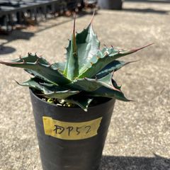 オテロイ　選抜実生　子株　超ウネリ鋸歯ワシャワシャ DP42 アガベ・オテロイ実生選抜 鋸歯強 Agave Oteri seeding - メルカリ