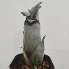 ホヘンベルギア　エドムンドイ　希少種 現品】ホヘンベルギア・エドムンドイ Hohenbergia edomundoi