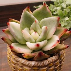 20%OFF MA010	マリア錦	【イータニク】多肉植物　韓国苗　第四種郵便発送