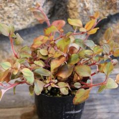 リシマキア リッシー 2.5〜3号ポット苗 【3株販売】 カラーリーフ 寄せ植え 花壇