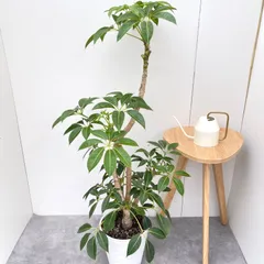 引取限定★シェフレラ　9号　180cm　観葉植物　大型 シェフレラ 大型 | 観葉植物通販HitoHana(ひとはな)