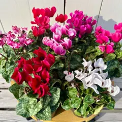 2025年最新】3号ポットの人気アイテム - メルカリ