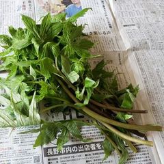 予約　天然山菜・シドケ２ｋｇ(大小バラ詰め)