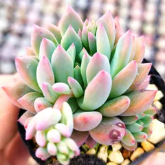 2025年最新】コロラータタパルパの人気アイテム - メルカリ