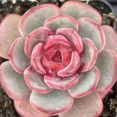 新入荷　多肉植物　エケベリア　桜フラペチーノ　5-6cm   抜き苗　1株