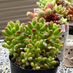 多肉植物 ☘️ ルビーティント いっぱい 抜き苗