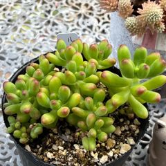 多肉植物 ☘️ ルビーティント いっぱい 抜き苗