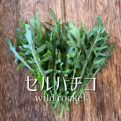 富山県産 セルバチコ 約200g ワイルドルッコラ ワイルドロケット
