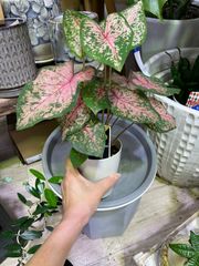 カラジューム　3.5号　グリーン×ピンク　カラーリーフ　観葉植物　インテリア　グリーン　オシャレ