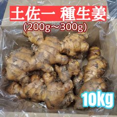 種生姜 大生姜(200g～300g) 土佐一10kg