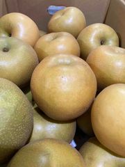 国産　訳あり　新高梨　約2.5ｋｇ～3ｋｇ　1ケース　  訳ありですので大小、変形さまざまになります