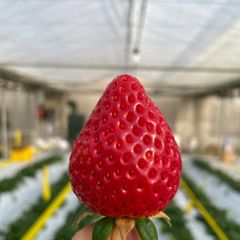 冷凍いちご とちおとめ 6kg ヘタ付き 無洗 - メルカリ
