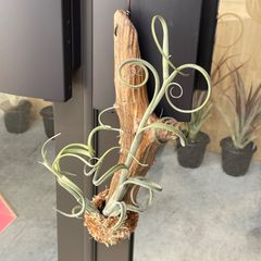エアプランツ　チランジア　インターメディア　Tillandsia intermedia