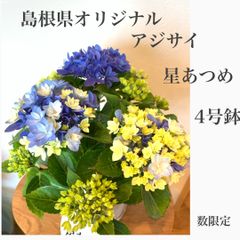 母の日　島根県オリジナルアジサイ　紫陽花　星あつめ・ブルー　4号鉢　★数限定！　★大きいものから発送します！　苗・苗木・鉢植え