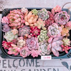 多肉植物 寄せ植えset♡1254
