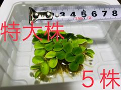 【5株】セール サルビニア ククラータ 浮草 水草 ビオトープ メダカ 無農薬