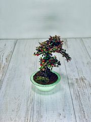 紅紫檀　石付き　ベニシタン　小品盆栽　べにしたん