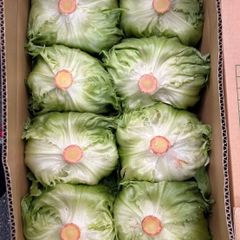 長野県産レタス　12~16玉　お買い得　★3