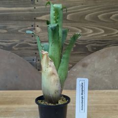 ホヘンベルギア マグニスピナ Hohenbergia magnispina【現物】鉢