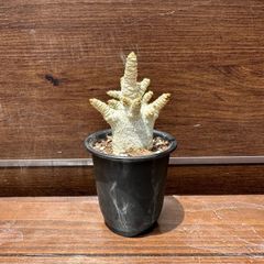【葉っぱ出て来そう】⑥ アデニウム D.H.A  獅子葉 2号 現品 塊根植物 コーデックス 美株 Sサイズ