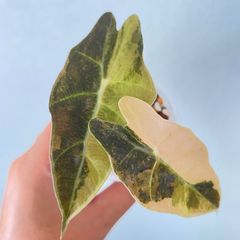 【レア】アロカシア　サンデリアナ　ブル　オーレア　斑入りAlocasia 'bull sanderiana'　aurea var.