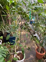 フィカス・ベンガレンシス　曲がり　尺鉢　引き取り限定商品　観葉植物　インテリア　グリーン　ゴムの木