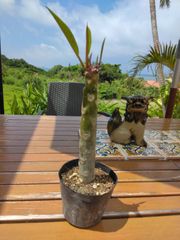 石垣島から【ピンクのプルメリア苗木三つ叉】をお届します。