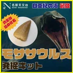 2024年最新】モササウルス 歯の人気アイテム - メルカリ