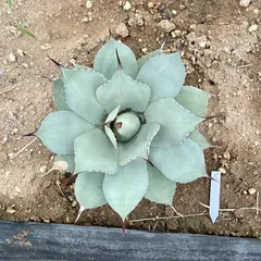 2025年最新】トランカータ 実生の人気アイテム - メルカリ