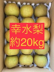 (=^ェ^=)【ご家庭用】幸水梨　50〜70玉　【約20㎏〜】【発送予定時期】 8月上旬または中旬です。