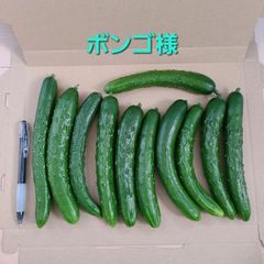ボンゴ様