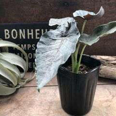 ポットごと　アントロベルベット♡アロカシア♡とても希少♡観葉植物
