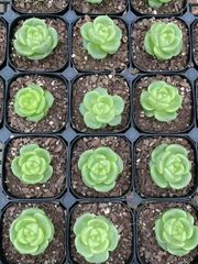 抜き苗 パウラジュニー MY69×40株 ふっくら 多肉植物 エケベリア サボテン 韓国苗 新入荷