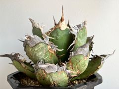 アガベ CJ Special NS No.3（発根済み） - メルカリ