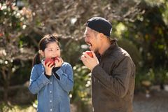 美人さんトマト　完熟