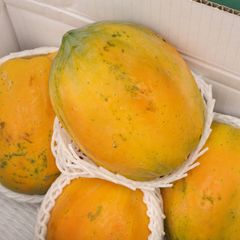 フルーツ パパイヤ  1.5キロ　沖縄果物
