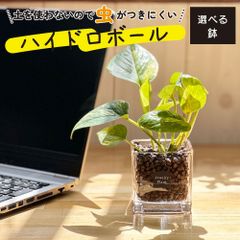 観葉植物 ハイドロボール ハイドロカルチャー ポトス 土をつかわない ミニ観葉 母の日 初心者 小さい おしゃれ 開店祝 お祝い 卓上 玄関 リビング インテリア リビング 送料無料