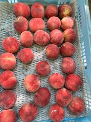今年最終出品！超訳あり加工用白桃3kg〜3.5kg入　長野県産　もも　クール便送料無料