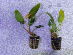 【Sサイズ】アヌビアス　ハスティフォリア　1POT