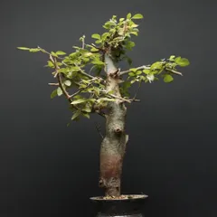咲*音様 コミフォラカペンシス　良型コレクション株 コミフォラ カペンシス | X−PLANTS