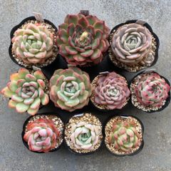 tomomo様専用＊多肉植物 エケベリア 10点セット