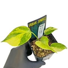 UJ モンステラ ゴールドリーフ 4号 アーバンジャングル フルムーン