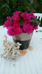 2025年最新】ブーゲンビリア 苗の人気アイテム - メルカリ