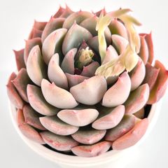 【多肉植物】エケベリア・白雪姫　Echeveria 'Shirayukihime'